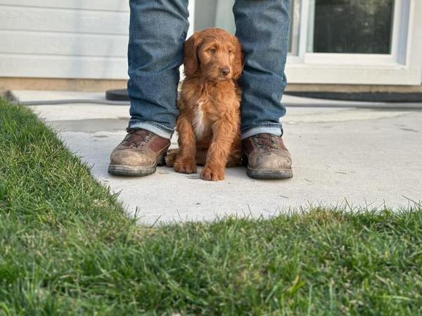 Overcoming Canine Separation Anxiety: The Power of Continued&nbsp;Training