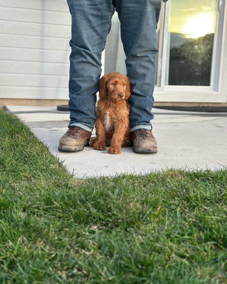 Overcoming Canine Separation Anxiety: The Power of Continued&nbsp;Training